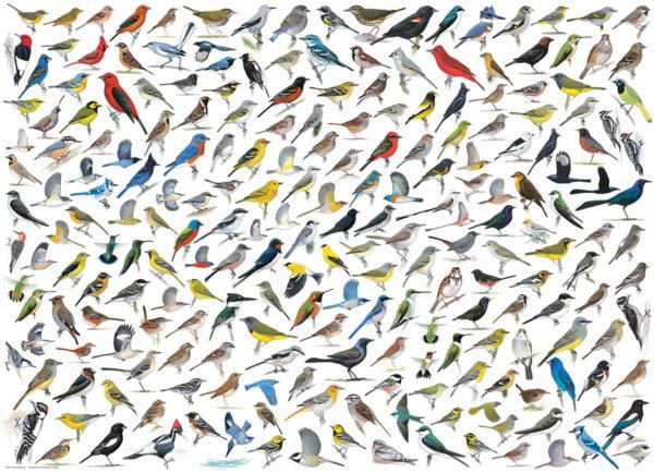 PUZZLE LE MONDE DES OISEAUX 1000 PIECES - EUROGRAPHICS PUZZLE