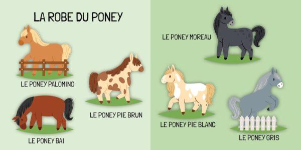 Q BOX LE MONDE DES PONEYS - SASSI