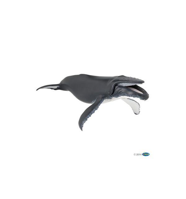 BALEINE A BOSSE PAPO